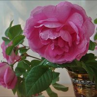 В мире роз.  Чайные розы :: Нина Корешкова