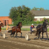 Тренировка лошадей :: Николай Мартынов