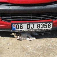 у кошек одни привычки ,что в Турции,что в России :: Елена Шаламова