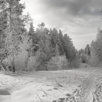 В зимнем лесу :: vladimir Bormotov