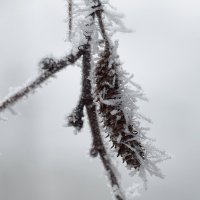 Искусство шведской зимы :: wea *