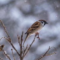 *** :: Владимир Безбородов