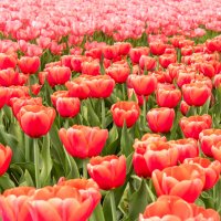 Тюльпановые поля в окрестностях Амстердама :: Константин Подольский