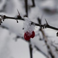 Барбарис во власти снега :: Милешкин Владимир Алексеевич 