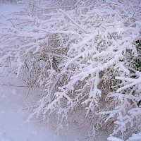 Кустарник в снегу :: Проніна Олена 