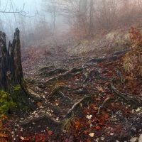 туман в лесу :: Elena Wymann