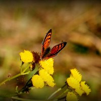 про рыжих бабочек...2 :: Александр Прокудин