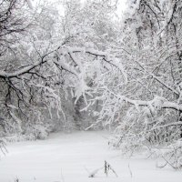 Красота зимы! :: жанна нечаева