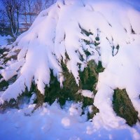 Туя в снегу :: Проніна Олена 