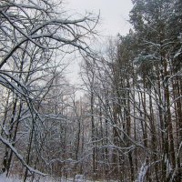 Утро в заснеженном лесу :: Людмила Монахова