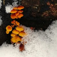 Зимние грибы :: Милешкин Владимир Алексеевич 