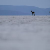 две ламы на горизонте :: Георгий А