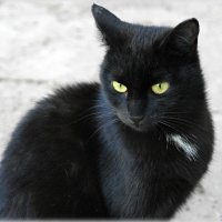 Настоящий неудачник тот, кому чёрная кошка под Новый год  уступает дорогу! :-) :: Андрей Заломленков