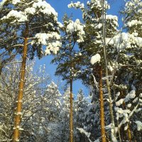 новогодные сосны :: Владимир 