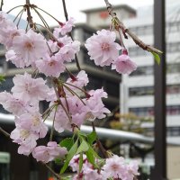 Цветение сакуры, Киото, Япония :: Иван Литвинов
