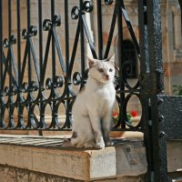 Иерусалимский кот :: Зуев Геннадий 