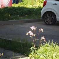 Цветы и машины-2 :: Фотогруппа Весна