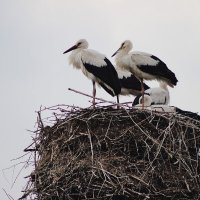 Аисты выбрали территорию лицея для своего гнезда. Беларусь. г.Речица. :: Восковых Анна Васильевна 