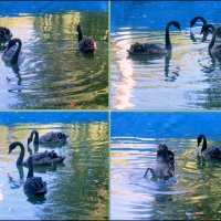 Чёрные лебеди в синей тени - 3 :: Нина Бутко