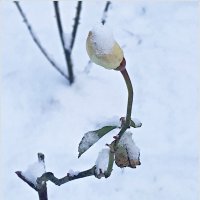 Неожиданный снежок и прошлогодняя роза. :: Валерия Комова