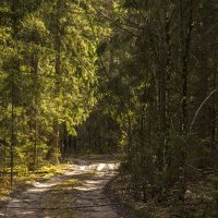 Дорога в сказку :: оксана 