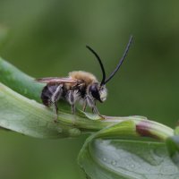 Пчела длинноусая (Eucera longicornis (Linnaeus, 1758)) :: Павел Морозов