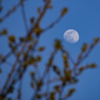 Луна :: Анастасия Косякова