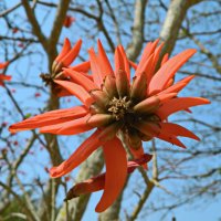 Цветок кораллового дерева :: Андрей K.