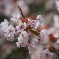 Цветение сакуры, г. Нара, Япония :: Иван Литвинов