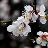 Цветки урюка под дождем-3 :: Асылбек Айманов