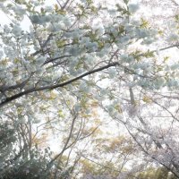 Цветение сакуры, г. Нара, Япония :: Иван Литвинов