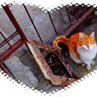 И  чем кота кормить? :: Евгений БРИГ и невич