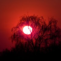 малиновое солнце :: Alisa Koteva 