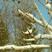 Быть может, последний апрельский снежок :: Raduzka (Надежда Веркина)