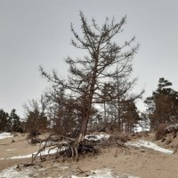 Ходульные деревья (лиственницы) в бухте Песчаная :: Галина Минчук