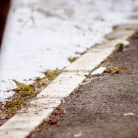 Чиж (лат. Carduelis spinus) :: Владислав Левашов