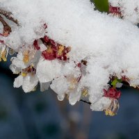 Цветки урюка под снегом :: Асылбек Айманов