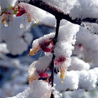 Цветки урюка под снегом-2 :: Асылбек Айманов