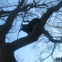Кот слился с деревом :: Maikl Smit