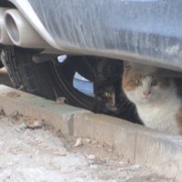 Уличные коты. :: Зинаида 
