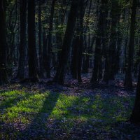 В лесу... :: Сергей Форос
