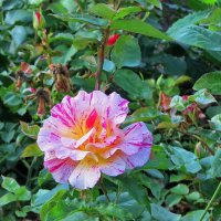 О розе прекрасной :: Liliya Kharlamova