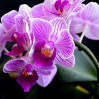 Орхидея :: Татьяна Лютаева