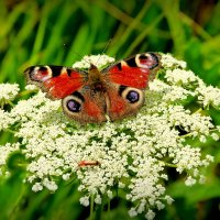 и снова бабочки 130 ( про павлиньи глаза) :: Александр Прокудин