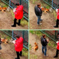 Прогулка с рыжей собакой во время изоляции :: Нина Бутко