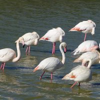 Фламинго в природном парке Камарг в Провансе :: Лидия Бусурина