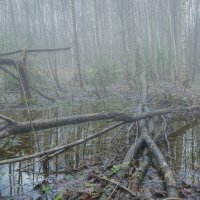Хмурый лес :: Алексей Петропавловский