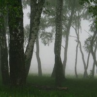 Туман.Берёзки. :: Владимир Гришин
