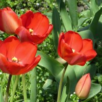 Красные тюльпаны - шёлковые чаши, по весне лазурной нет нежней и краше! :: Татьяна Смоляниченко