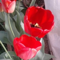 Мамины парниковые тюльпаны :: BoxerMak Mak